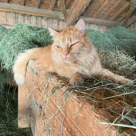 Hemerhof - * Oberstdorf